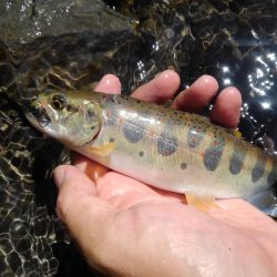 増水の渓でミノーイング